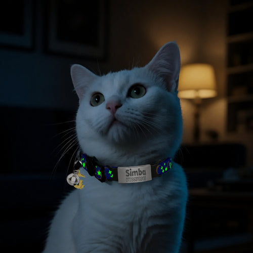 Chat portant le collier aux étoiles phosphorescentes, plaque gravée