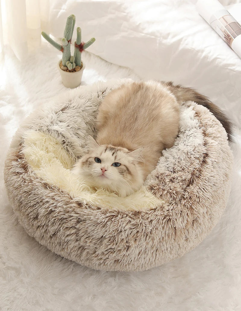 Chaton dans le panier igloo blanc et marron